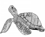 zentangle turtle adults