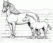 Horse Family