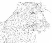 african leopard pardus