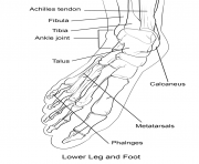 human foot bones coloring pages