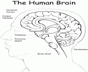 the human brain